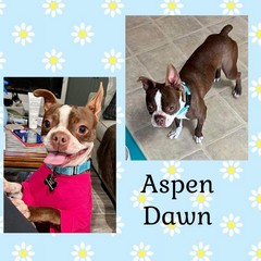 Aspen Dawn